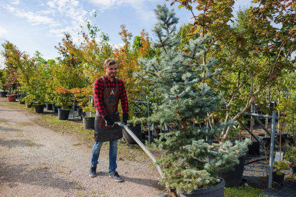 Best Tree and Shrub Care  in Weddington, NC